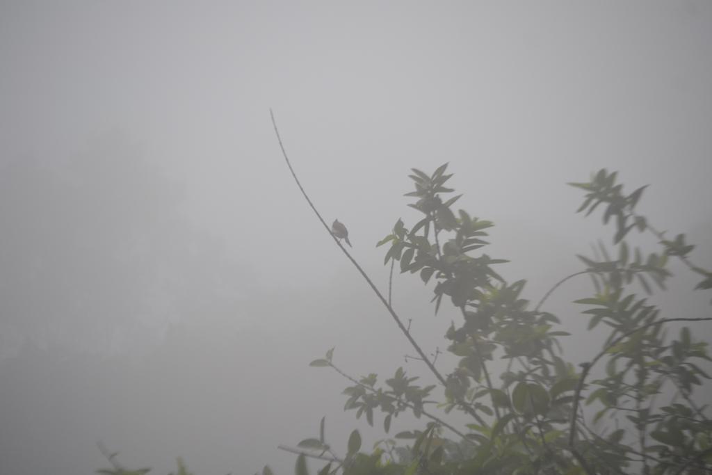 Munnar Heritage Cottage Kültér fotó